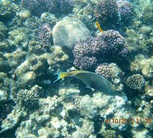 Unterwasserwelt am Hotelriff