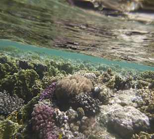 Schnorcheln Makadi Bay