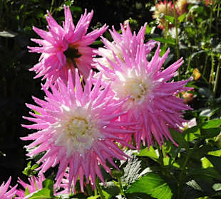 Impressionen aus dem Dahliengarten Hamburg