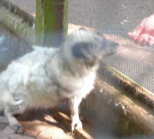 Polarfuchs