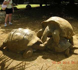 Schildkröten Park La Vanille
