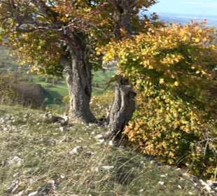 Olgafels