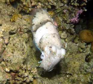 Schnorcheln Makadi Bay