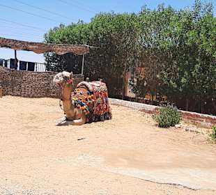 Stadtrundgang Hurghada