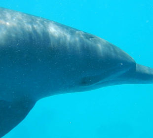 Delfinausflug mit Mo