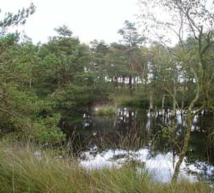 Pietzmoor bei Schneverdingen