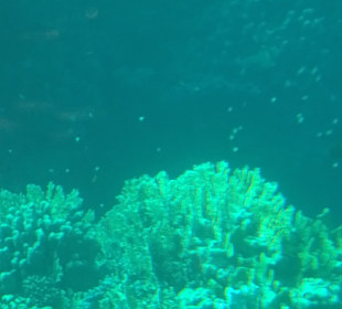 Schnorcheln Marsa Alam