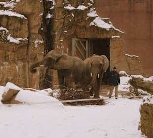 Der Freigang der Elefanten