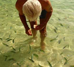 Überall kleine bunte Fischchen