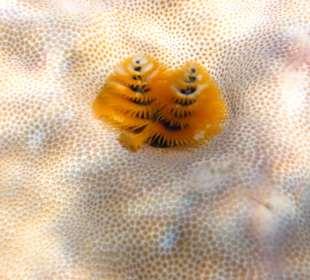 Weihnachtswurm in gelb