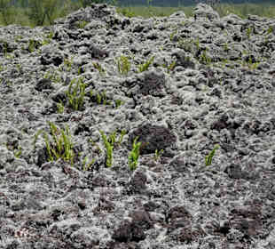 Besiedlung der Lava