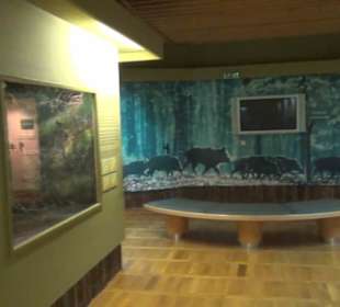 Museum Jagdtier + Vogelkunde