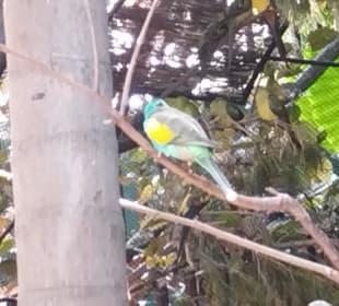 Loro Parque