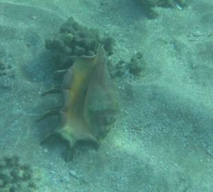 Подводный мир возле отеля