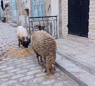 Stadtrundfahrt Sousse