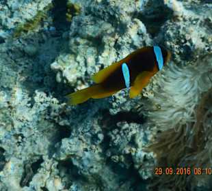 Nemo Familie