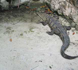 Xcaret
