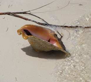 Muschel am Playa Sirena