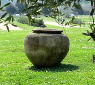 Vase zwischen Olivenbäumen