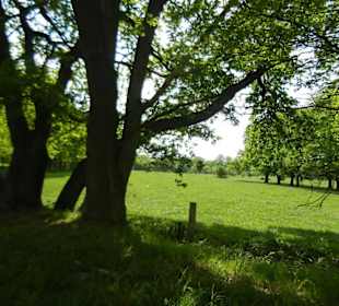 Naturschutzgebiet Boberger Niederung