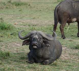 Büffel