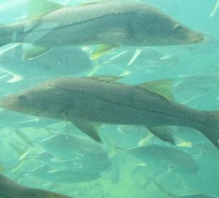 Underwater Viewing