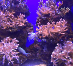 Palma Aquarium