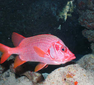 Riesenhusar beim Tauchen