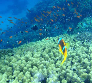 Traumhafte Unterwasserwelt