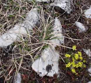 Floristik in den Bergen 