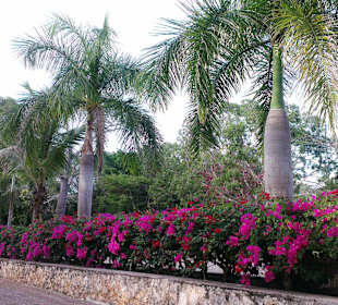 In der Anlage Cenote Ik-Kil