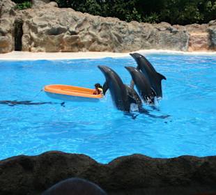 Delfine-Show