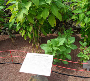 Die Pyramiden von Güimar