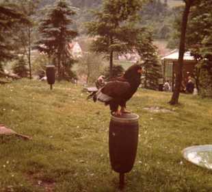 Adlerwarte-Berlebeck
