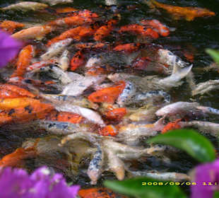 Goldfischteich im Eingangsbereich