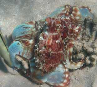 Ein kleiner Krake verfärbt sich...