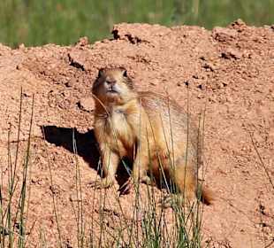 Utah Prärie-Hund