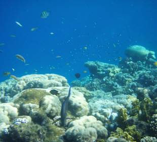 Blick über das Hausriff