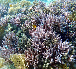 Schnorcheln Marsa Alam