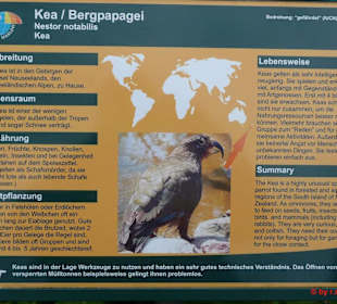 Schautafel zu den Kea´s