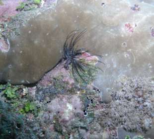 Fisch