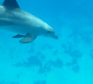 Mit Delfinen schwimmen. Echt Klasse Tag!