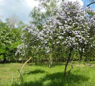 Naturschutzgebiet Boberger Niederung