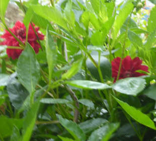 Lengsteiner Rundwanderweg