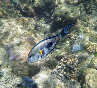 Appareil etanche conseillé