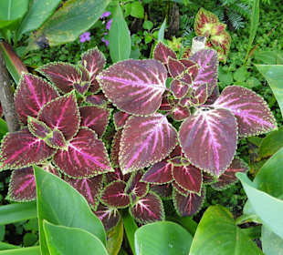 Wildlife Expeditions