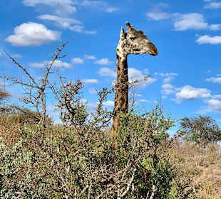 Tsavo West National Park