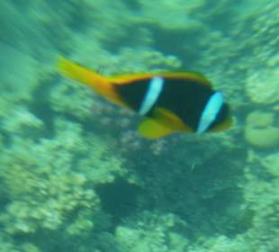 Рыбка Клоун