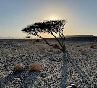 Quad Tour Marsa Alam