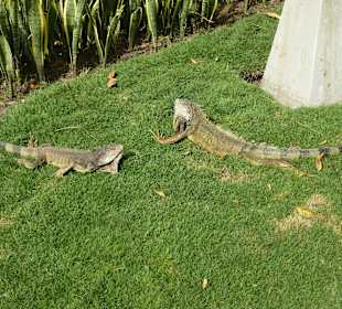 Leguane im Park vor der Kathetrale